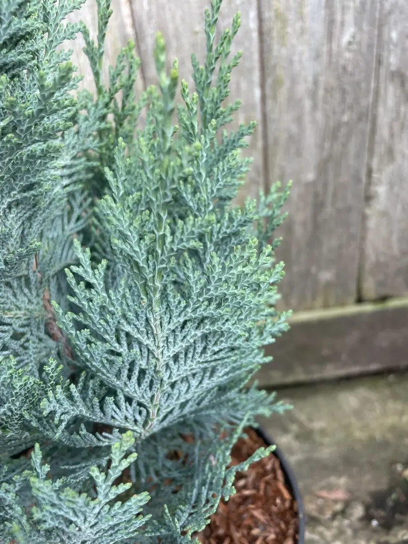 Chamaecyparis lawsoniana 'Columnaris'