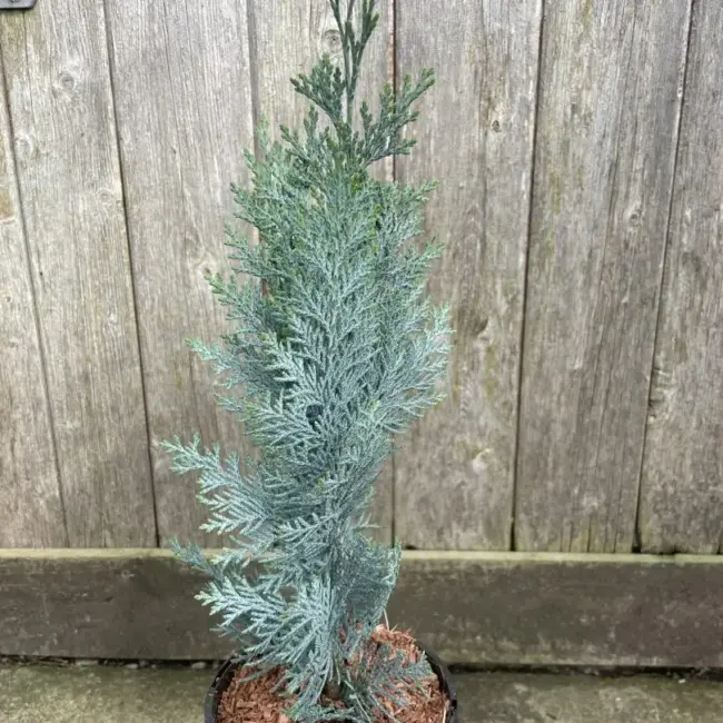 Lawson's cypress 'Columnaris' 20/40cm (1L)