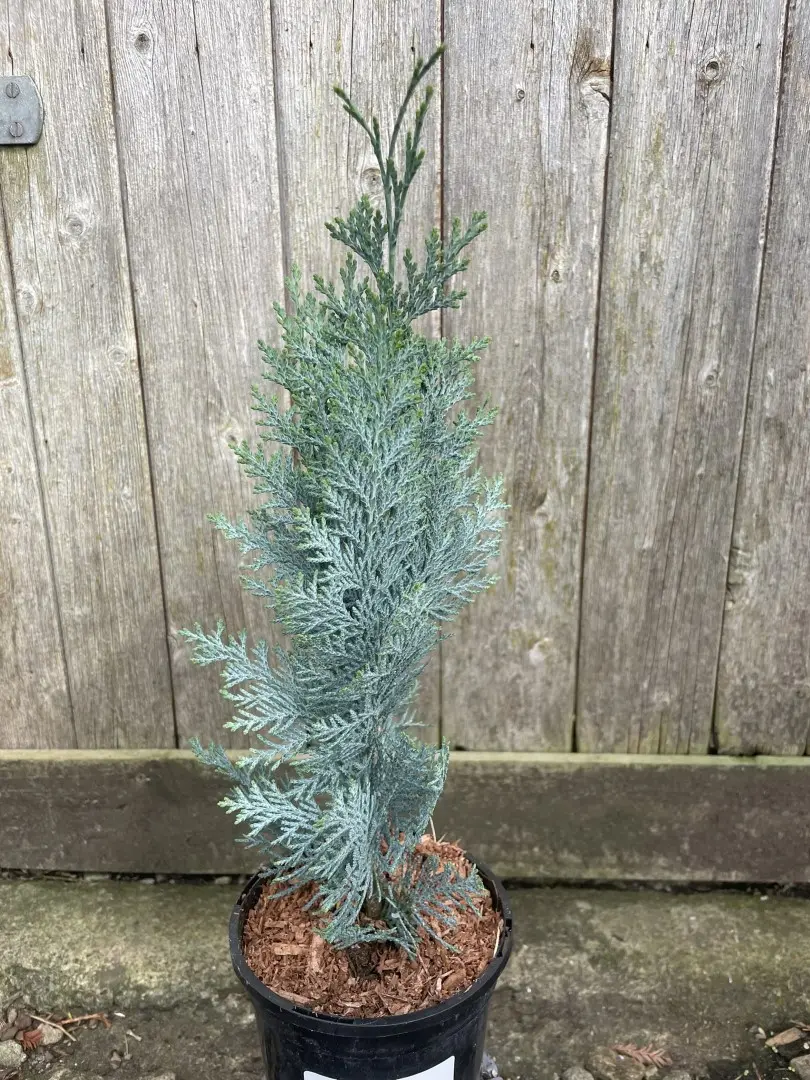Lawson's cypress 'Columnaris' 20/40cm (1L)
