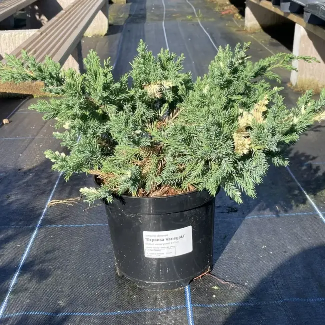 Chinese Juniper 'Expansa Variegata' (3L)