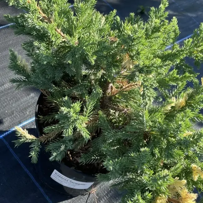 Chinese Juniper 'Expansa Variegata' (3L) - Image 2