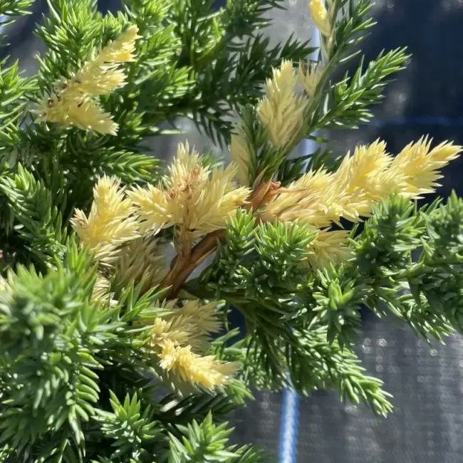 Chinese Juniper 'Expansa Variegata' (3L) - Image 3