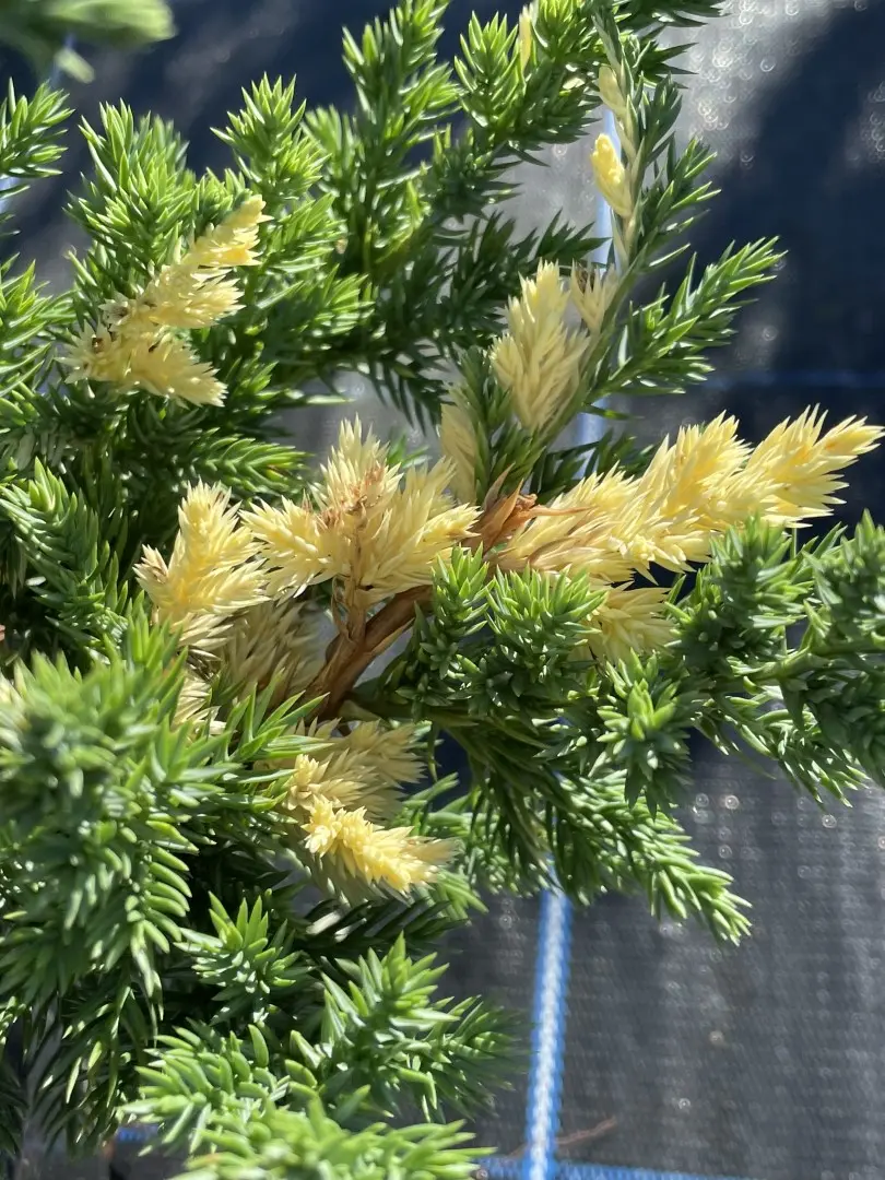 Chinese Juniper 'Expansa Variegata' (3L) - Image 3