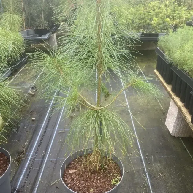 Chinese White Pine 40/60cm (5L) - Image 4