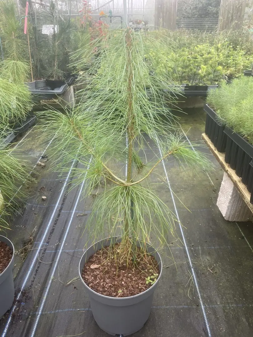 Chinese White Pine 60/80cm (10L) - Image 2