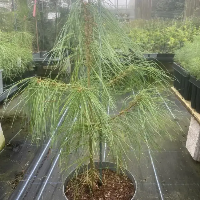 Chinese White Pine 40/60cm (5L) - Image 5