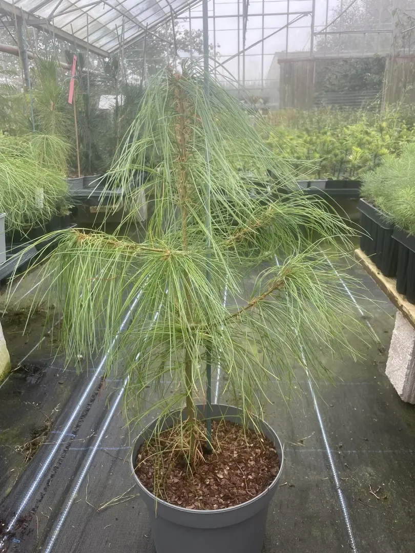Chinese White Pine 60/80cm (10L) - Image 3