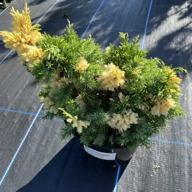 Chinese juniper 'Kaizuka Variegata' (3L) - Image 3