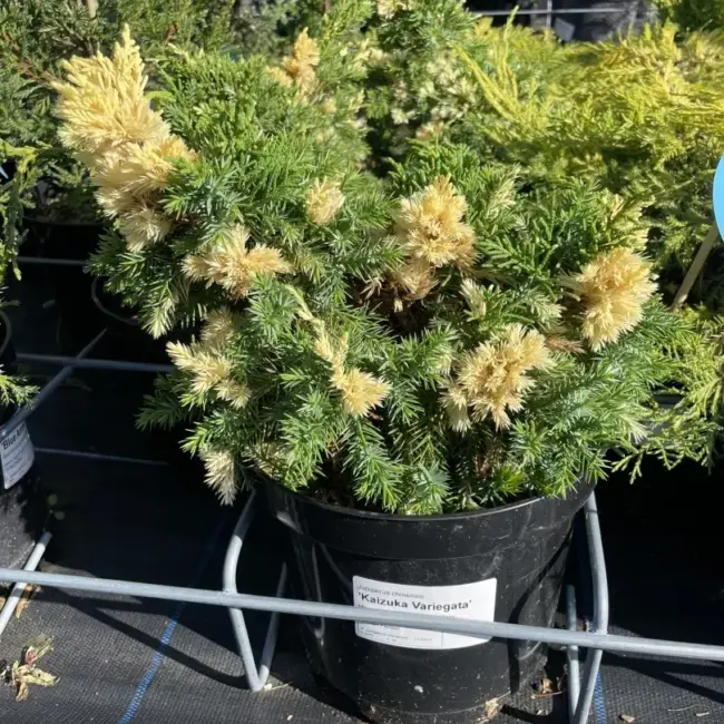 Chinese juniper 'Kaizuka Variegata' (3L) - Image 2