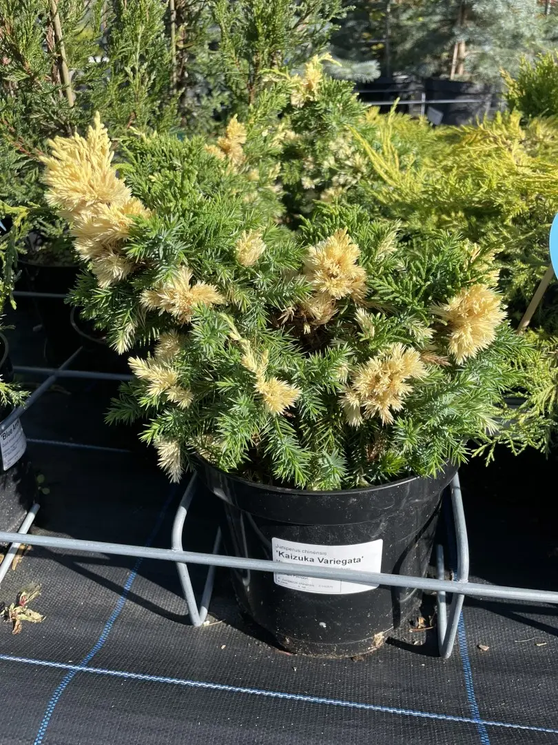 Chinese juniper 'Kaizuka Variegata' (3L) - Image 2
