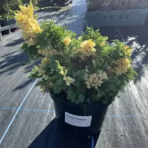 Chinese juniper 'Kaizuka Variegata' (3L) (3)