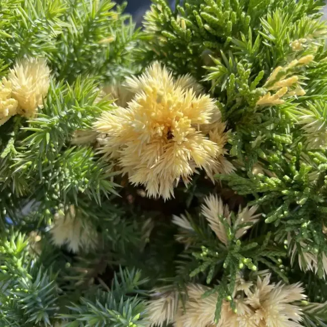 Chinese juniper 'Kaizuka Variegata' (3L) - Image 5