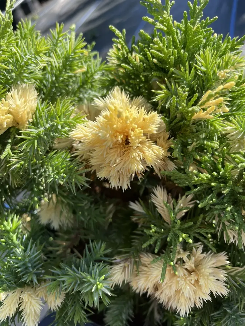Chinese juniper 'Kaizuka Variegata' (3L) - Image 5