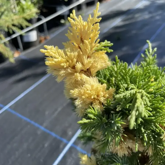 Chinese juniper 'Kaizuka Variegata' (3L) - Image 4