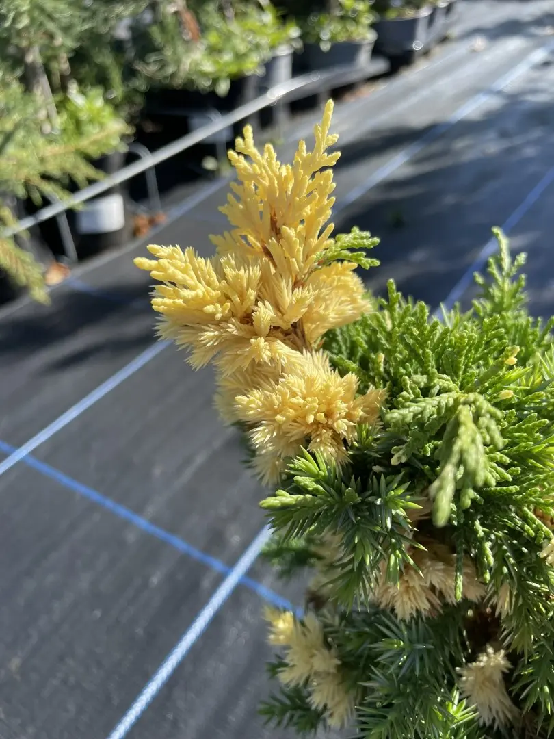 Chinese juniper 'Kaizuka Variegata' (3L) - Image 4