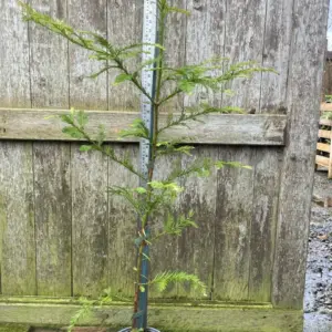 Coast Redwood 100120 2L