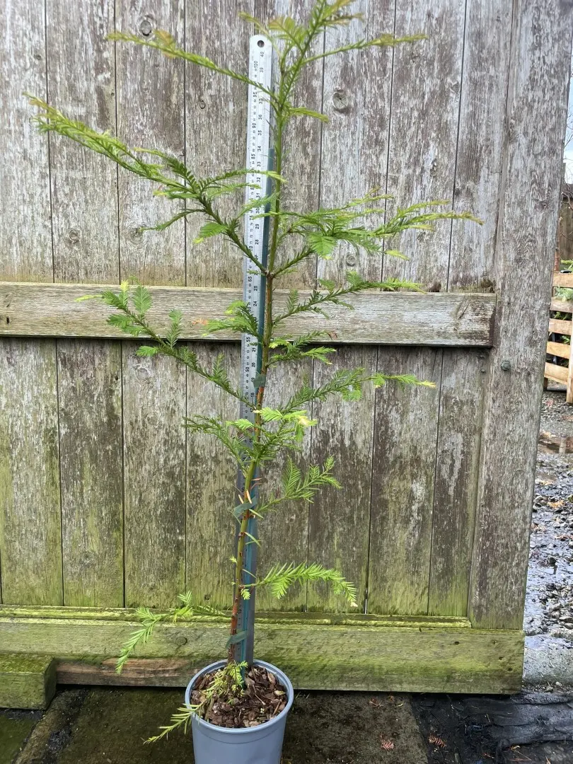Coast Redwood Tree 100/120cm (2L)