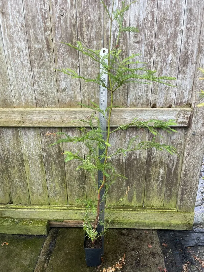 Coast Redwood Tree 100/120cm (P9T)