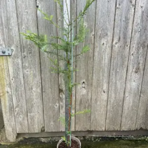 Coast Redwood 80100 2L
