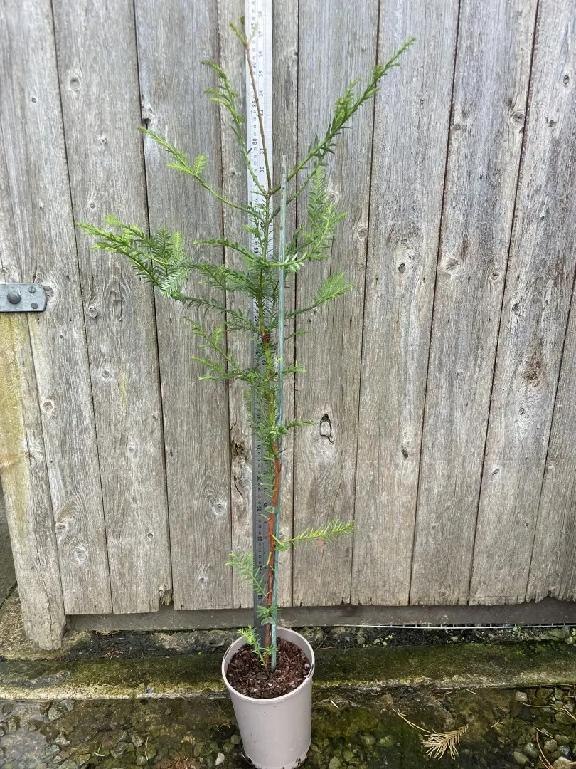Coast Redwood Tree 80/100cm (2L)