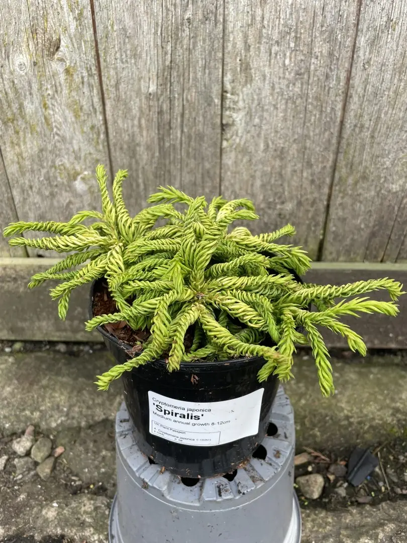 Japanese Red Cedar 'Spiralis' 10/20cm (1L)