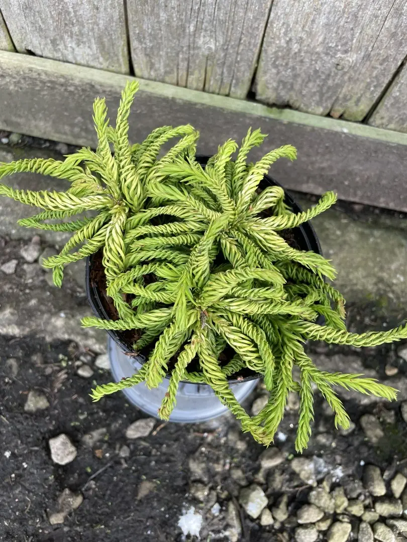 Japanese Red Cedar 'Spiralis' 10/20cm (1L) - Image 4