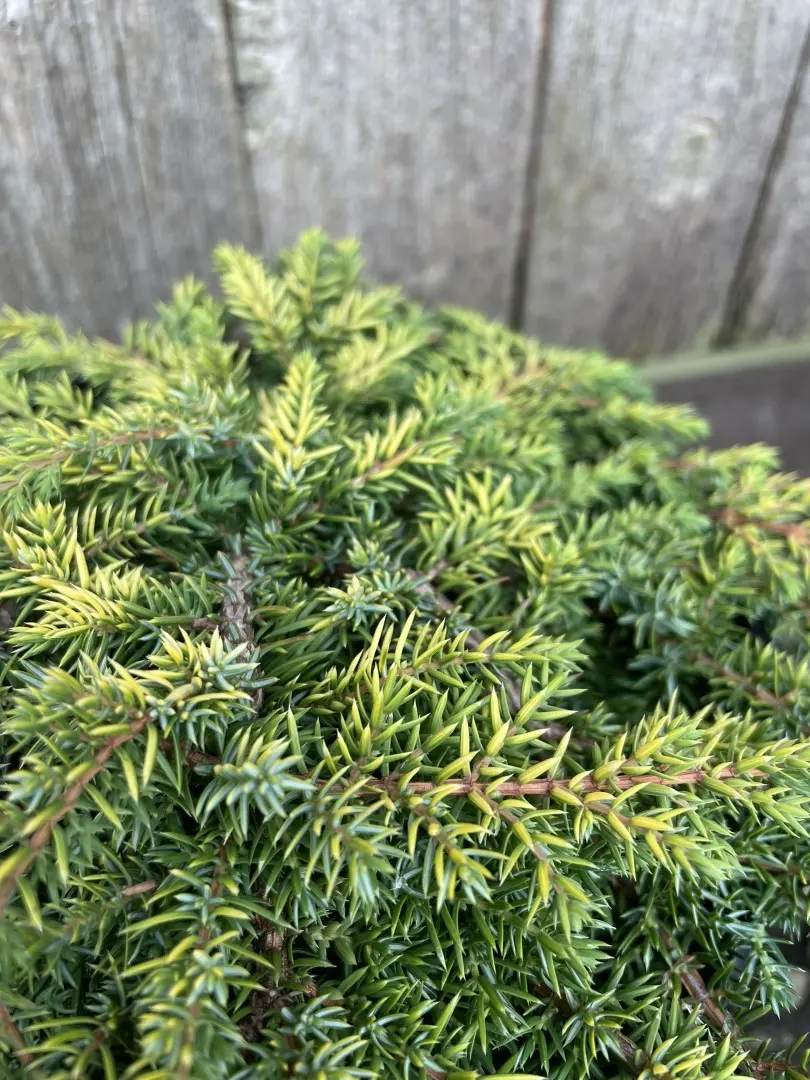 Common Juniper 'Lemon Carpet' 10/20cm (3L) - Image 3