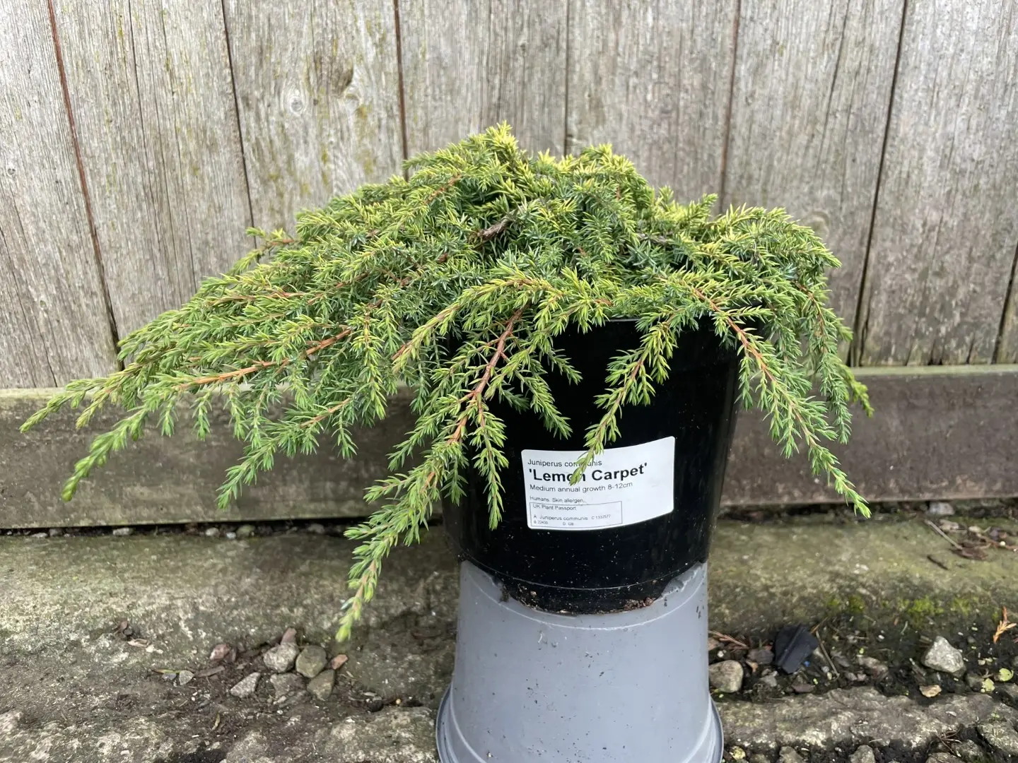 Common Juniper 'Lemon Carpet' 10/20cm (3L)