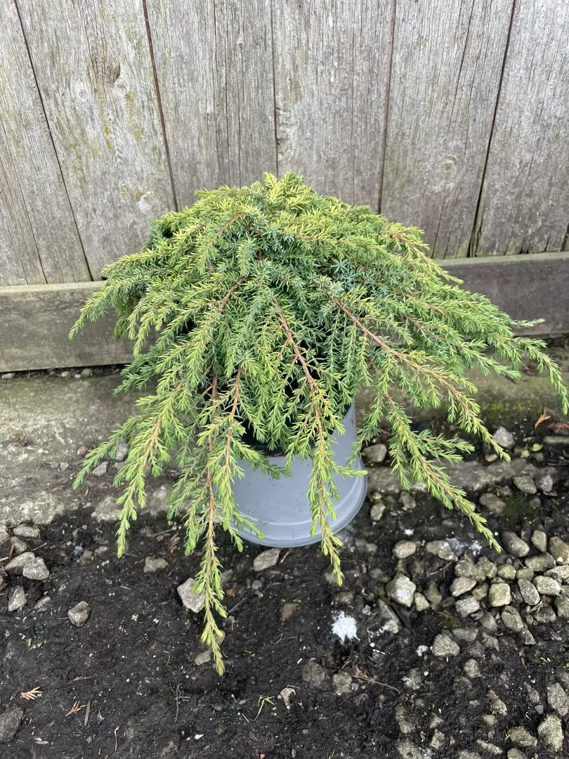 Common Juniper 'Lemon Carpet' 10/20cm (3L) - Image 2