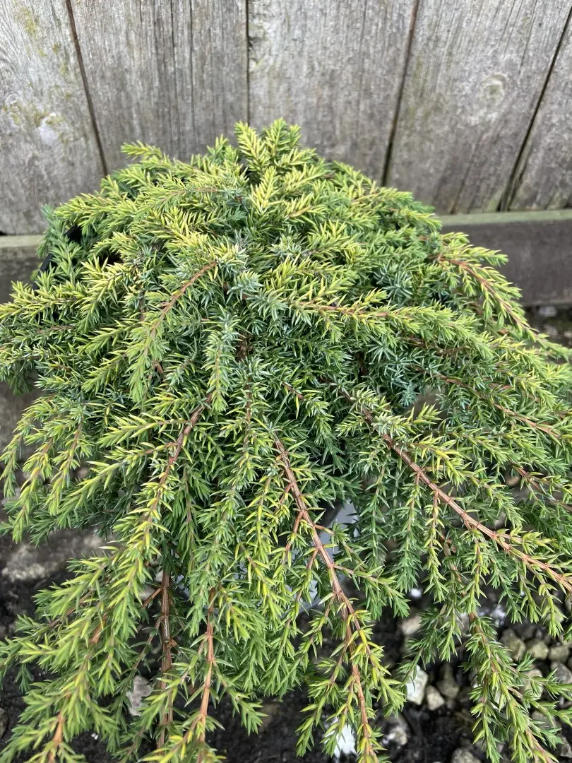 Common Juniper 'Lemon Carpet' 10/20cm (3L) - Image 5