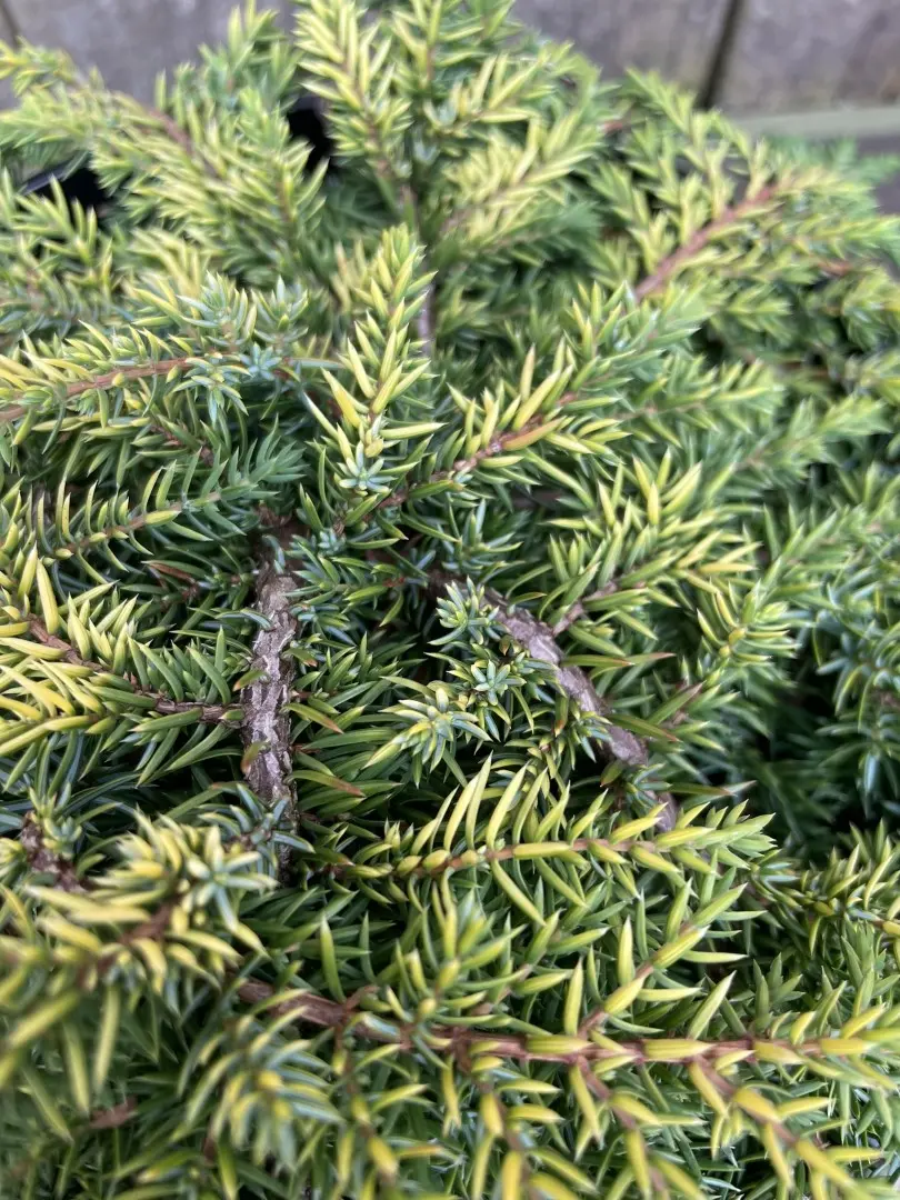 Common Juniper 'Lemon Carpet' 10/20cm (3L) - Image 4