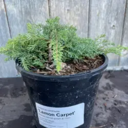 Common Juniper 'Lemon Carpet' 10/20cm (1L)