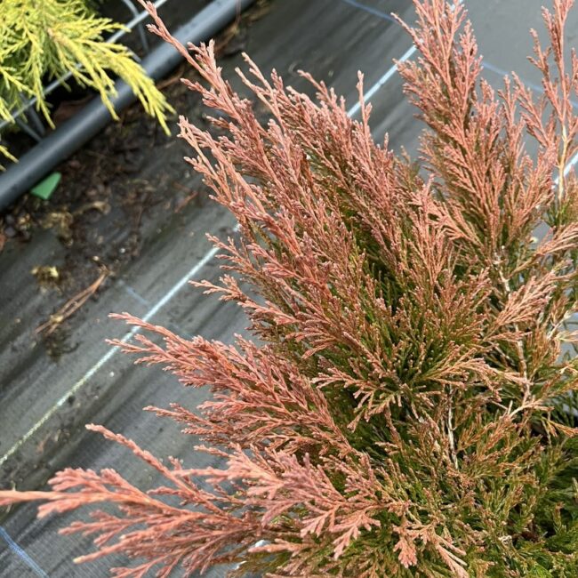 Juniperus horizontalis - Creeping Juniper 'Limeglow' (3L)
