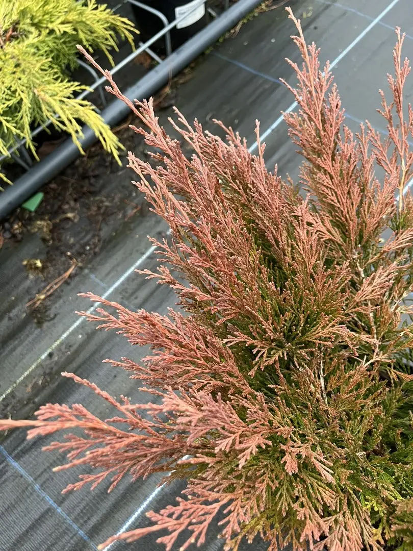 Juniperus horizontalis - Creeping Juniper 'Limeglow' (3L)