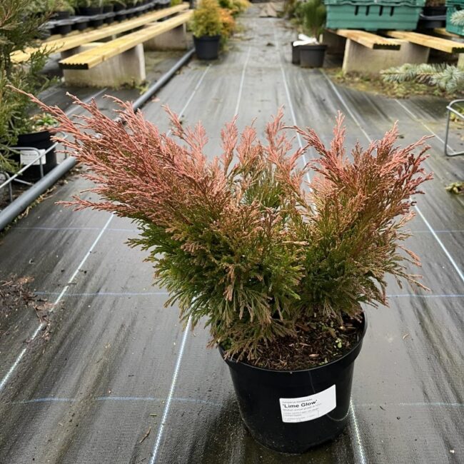 Juniperus horizontalis - Creeping Juniper 'Limeglow' (3L)