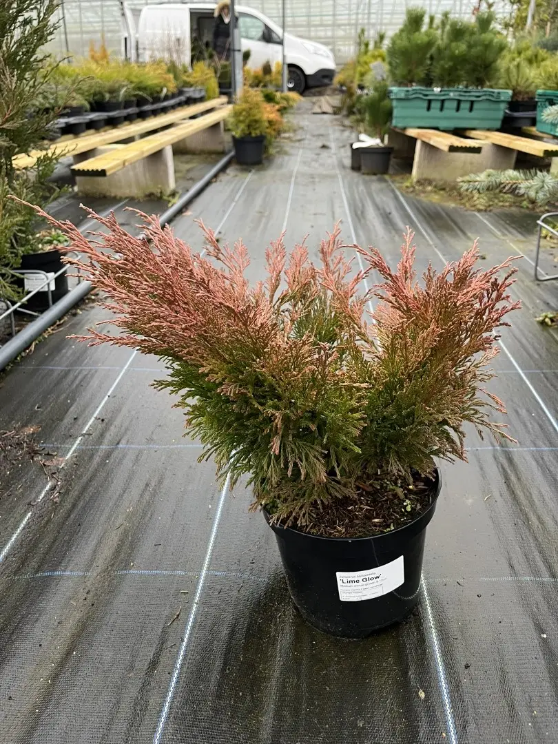 Juniperus horizontalis - Creeping Juniper 'Limeglow' (3L)
