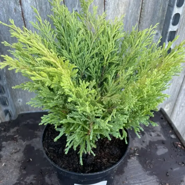 Creeping Juniper 'Limeglow' (3L) - Image 2