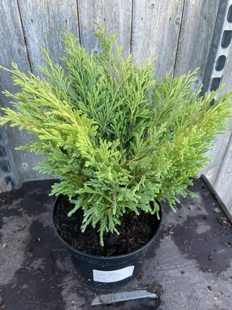 Creeping Juniper 'Limeglow' (3L) - Image 2