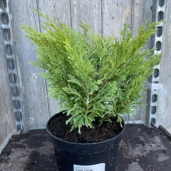 Creeping Juniper 'Limeglow' (3L)