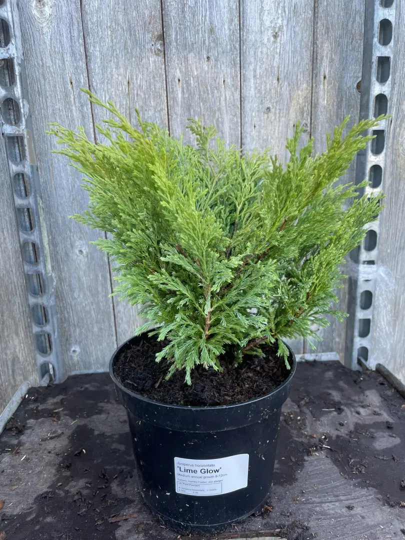 Creeping Juniper 'Limeglow' (3L)