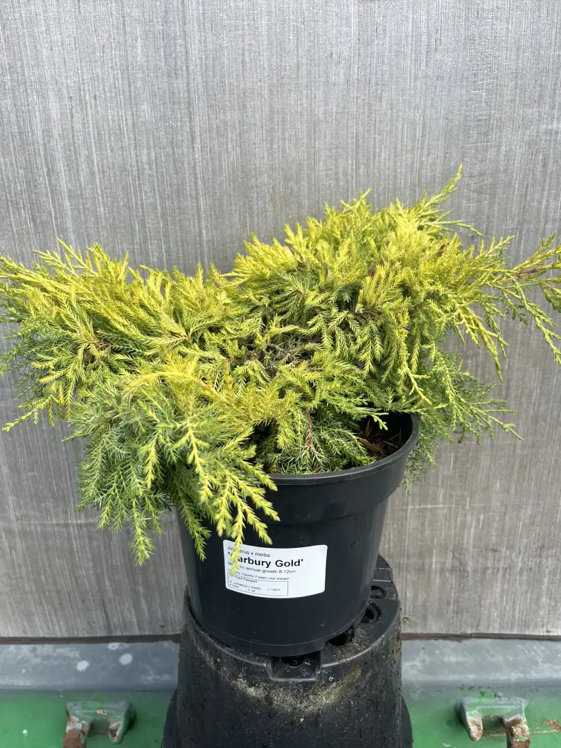 Juniperus × pfitzeriana - Juniper 'Carbery Gold'