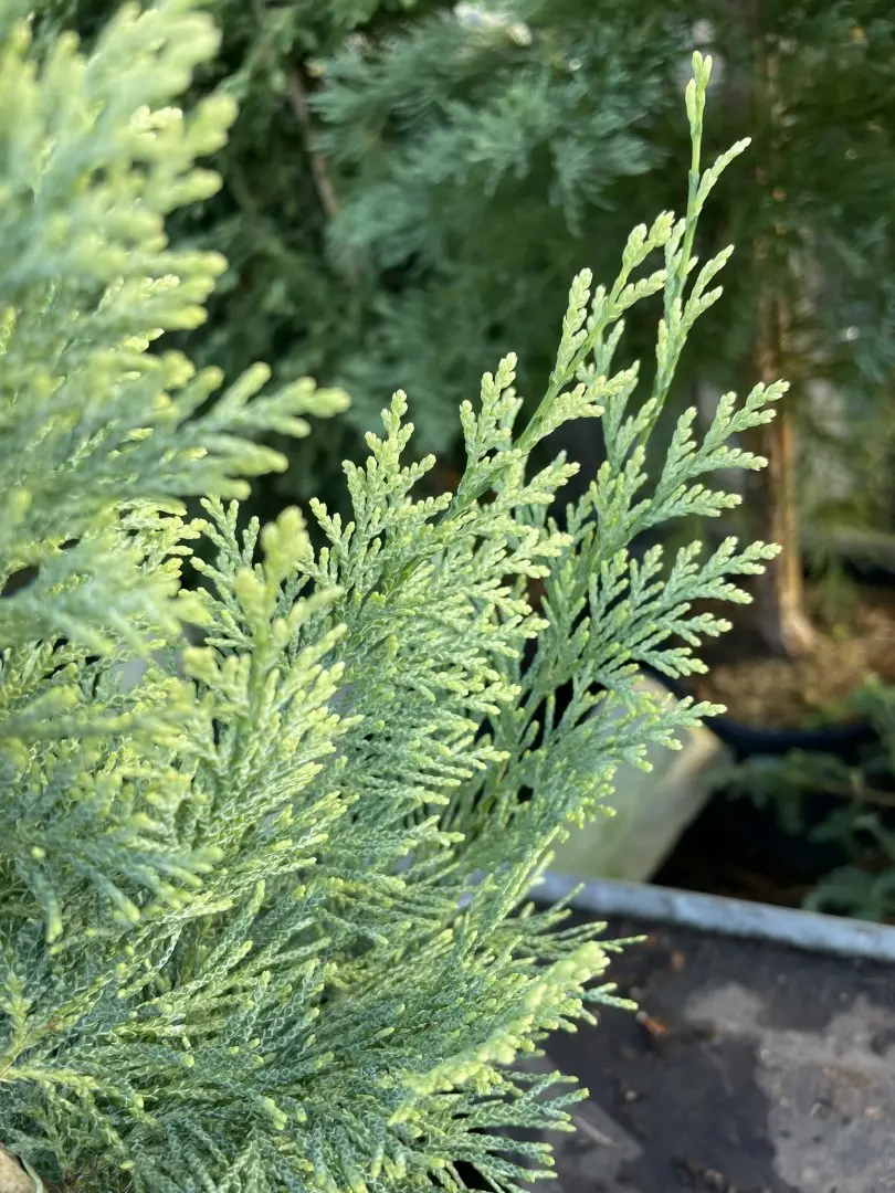 Lawson Cypress 'Summer Snow' (3L) - Image 3