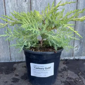 Pfitzer Juniper 'Carbery Gold' Juniperus × pfitzeriana (1)