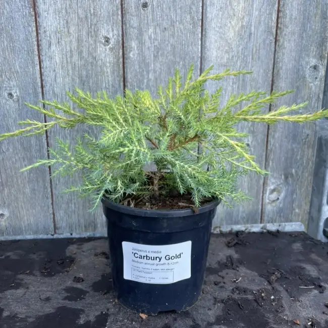 Juniper 'Carbery Gold' (1L) - Image 3