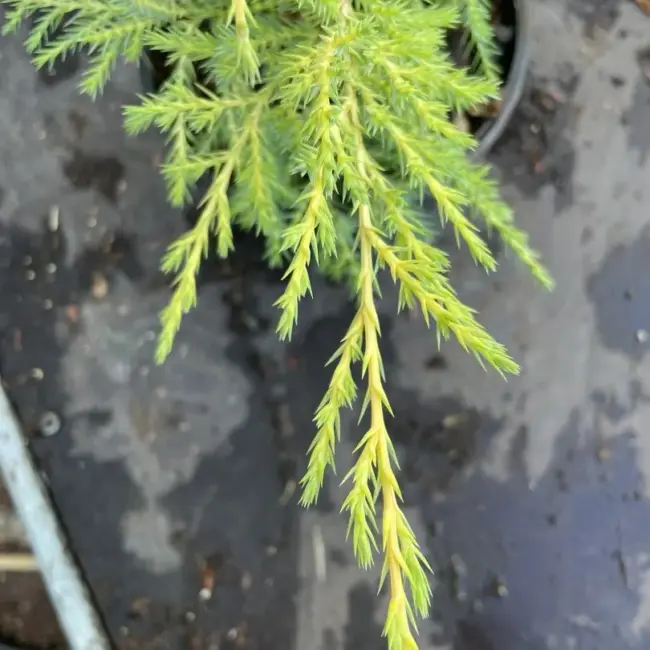 Juniper 'Carbery Gold' (1L) - Image 2