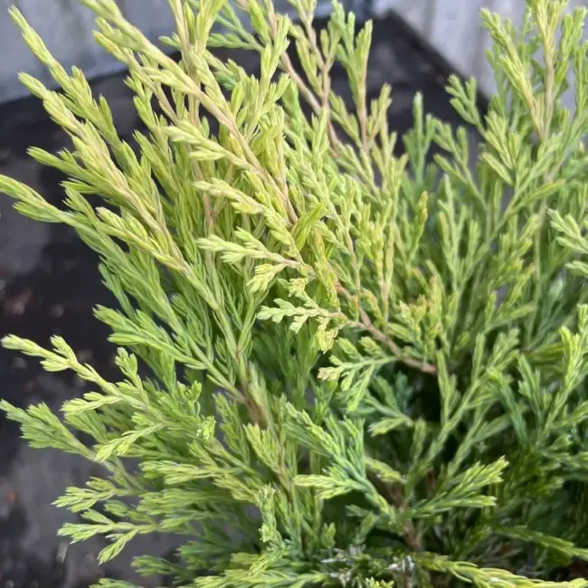 Juniper 'Carbery Gold' (3L) - Image 4