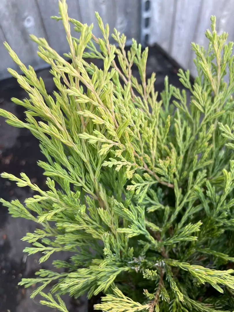 Juniperus × pfitzeriana - Juniper 'Carbery Gold' (3L) - Image 4