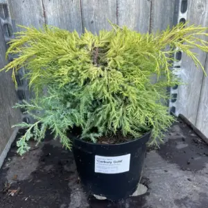 Pfitzer Juniper 'Carbery Gold' Juniperus × pfitzeriana (7)