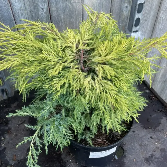 Juniper 'Carbery Gold' (3L) - Image 3