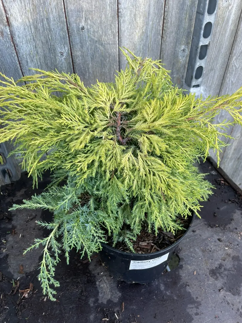 Juniperus × pfitzeriana - Juniper 'Carbery Gold' (3L) - Image 3